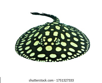 The Black Diamond stingray (Leopoldi or Polka Dot stingray) on isolated white background. Potamotrygon leopoldi are popular pets in freshwater aquarium. - Powered by Shutterstock