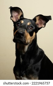 Black Doberman Cross Dog Portrait