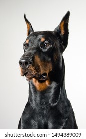 Black Doberman Dog Portrait On White Background