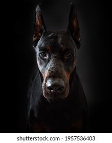 Black Doberman Dog Portrait Studio Black Stock Photo 1957536403 ...