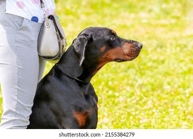 A black Doberman dog sits next to his mistress while walking in the park