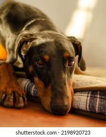 Black Doberman Lying On A Bed