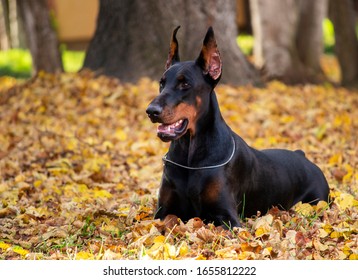 Black Doberman Portrait Nature Autumn  