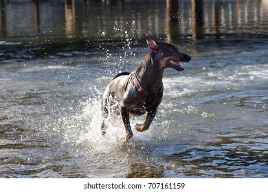 Black Doberman running across the water on the beach splashing water. Picture taken in Horseshoe Bay, West Vancouver, British Columbia, Canada.