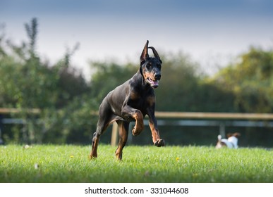 Black Doberman Running The Medow