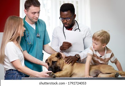 Black Doctor Veterinarian And His Caucasian Assistant Examining Animal, Dog Lie On Table While Checking Up