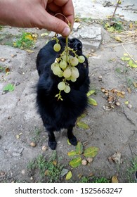 The Black Dog Is About To Eat Grapes. A Man Feeds A Dog.