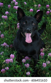 Black Kelpie Images Stock Photos Vectors Shutterstock