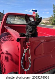 Black Dog In Back Of Red Pickup Truck