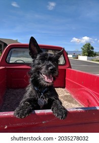 Black Dog In Back Of Red Pickup Truck