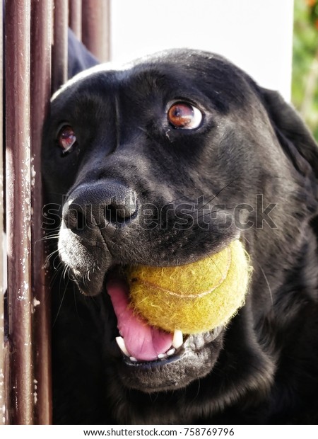 black dog ball