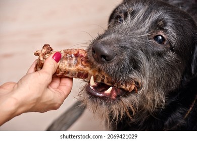 Black Dog With A Beard Gets A Treat Of Dried Trachea. High Quality Photo