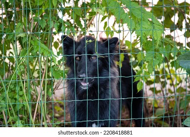 Black Dog Behind Wire Mesh Fence Looking At The Camera. Happy Disposition, Shallow Depth Of Field, No People.