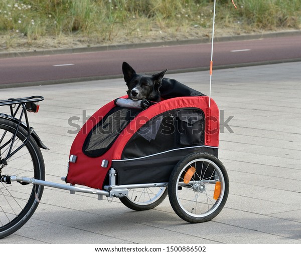 A black dog in a bike\
trailer.\
