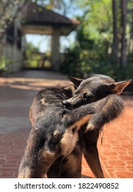 Black Dog Bite His Back