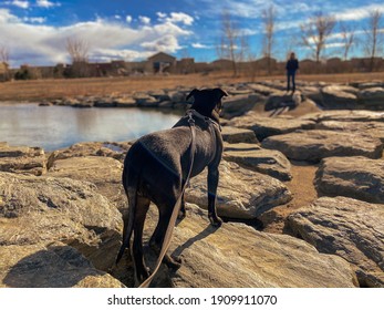 Black Dog, Blue Sky, Lens Flair