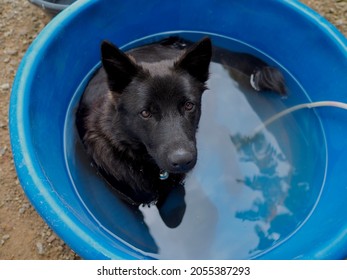 Black Dog In Blue Storage Bin Filled With Water