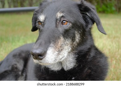 Black Dog Border Collie Face