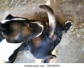 Dog Butt Images, Stock Photos & Vectors | Shutterstock