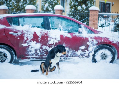 Black Dog And Car In The Winter After Snowfall, Large Swiss Mountain Dog On The Background
 Of Car In The Snow