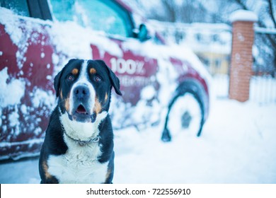 Black Dog And Car In The Winter After Snowfall, Large Swiss Mountain Dog On The Background
 Of Car In The Snow