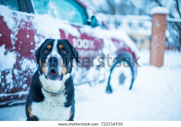 black dog and car\
in the winter after snowfall, large Swiss Mountain dog on the\
background\
 of car in the\
snow