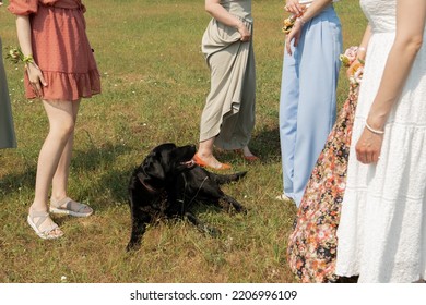Black dog chill in nature with girls - Shutterstock ID 2206996109