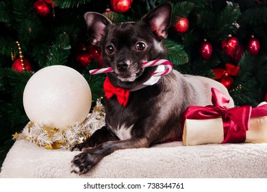 Black Dog With Christmas Bone Gift With Christmas Tree