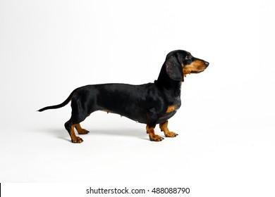 Black Dog. Dachshund On White Background.