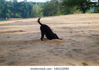 Black Dog Are Digging Sand.