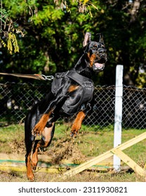 Black Dog Doberman in the leap - Shutterstock ID 2311930821