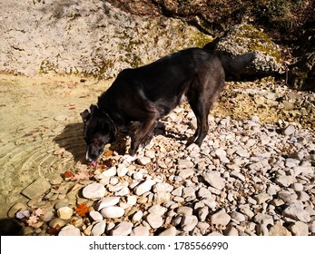 Black Dog Drinking Lake Water