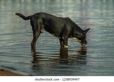 Black Dog Drinking Water In The Lake