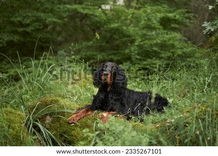 Black dog in the forest, greenery. Gordon setter outdoors in summer. Walking with a pet