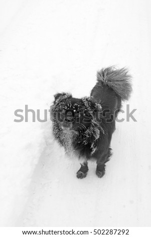 Similar – Foto Bild Bock Haustier Tiergesicht