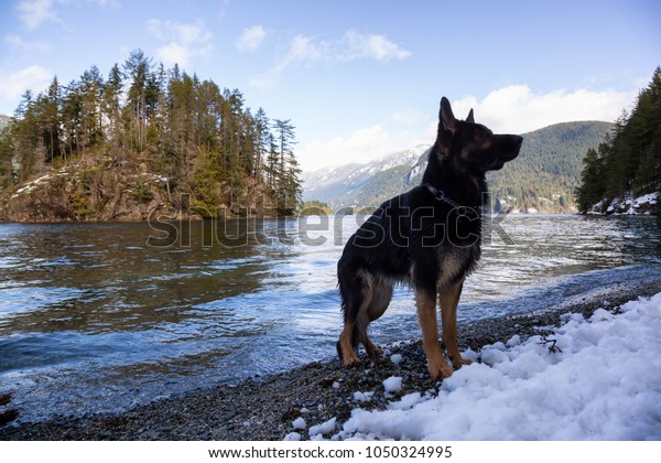 Black Dog German Shepherd Playing Water Stock Photo Edit Now