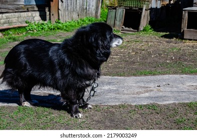 Black Dog Guarding The House. Not Rich Owners Have A Small Guard Dog Sitting On A Chain.