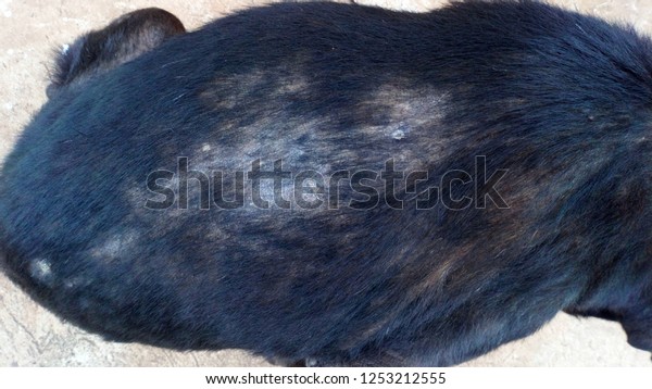 Black Dog Hair Loss Problems Dermatology Animals Wildlife