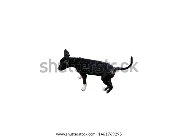 Black Dog Hair Loss Problems Dermatology Stock Photo Edit Now