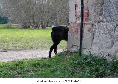  Black Dog, Hiding Behind The Corner Of The House, The Tail