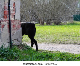 Black Dog, Hiding Behind The Corner Of The House, The Tail