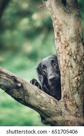 Black Dog Is Hiding Behind A Tree