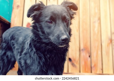 Black dog homeless in an animal shelter - Shutterstock ID 2242456821