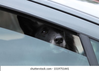 Black Dog In Hot Car Peaking Through The Open Window