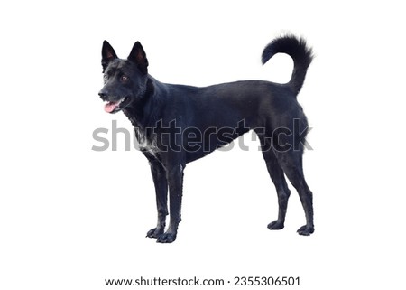 Black dog isolated from white background