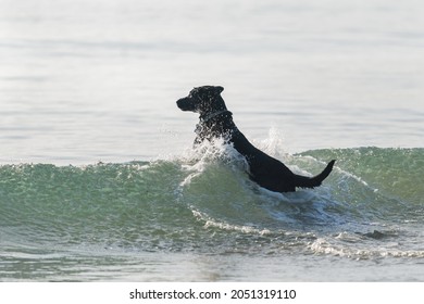 A black dog jumping over ocean waves with water splashing around the dog - Powered by Shutterstock