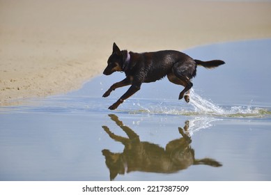 Black Dog Jumping Over Water