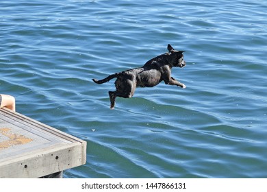 Black Dog Jumping Of A Wharf Into The Water