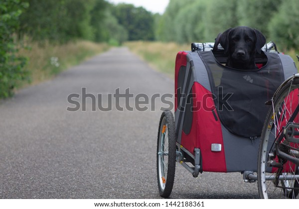 Black\
dog labrador biking in a doggy ride on a quiete\
day