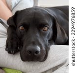 Black dog Labrador head with brown eyes in portrait looking